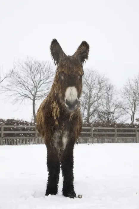 Framed Print : Poitou Donkey - standing in snow Framed Print : Poitou Donkey - standing in snow