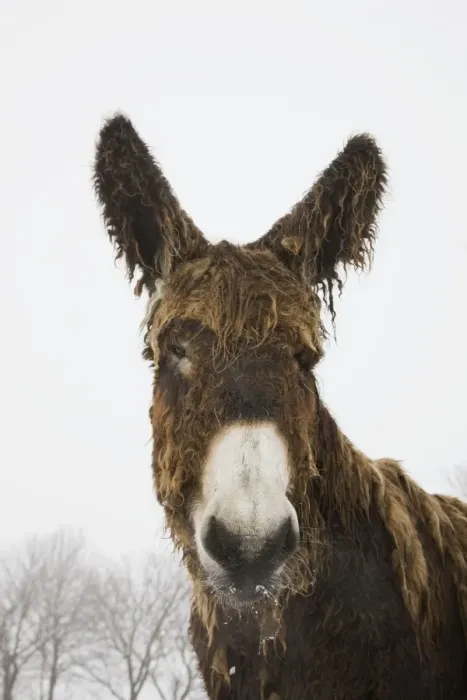 Framed Print : Poitou Donkey - in winter snow Framed Print : Poitou Donkey - in winter snow