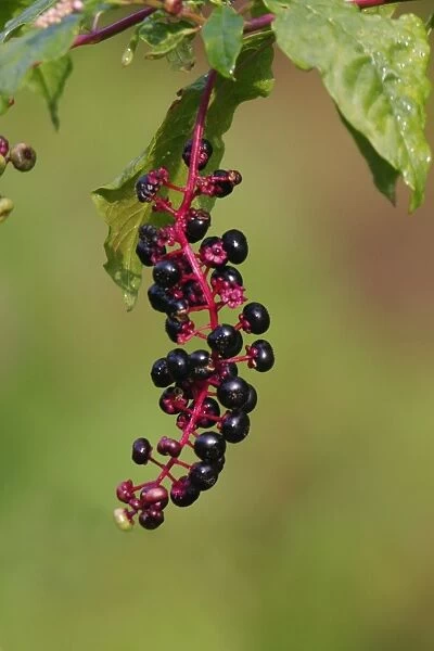 Pokeberry - also known as Poke Weed