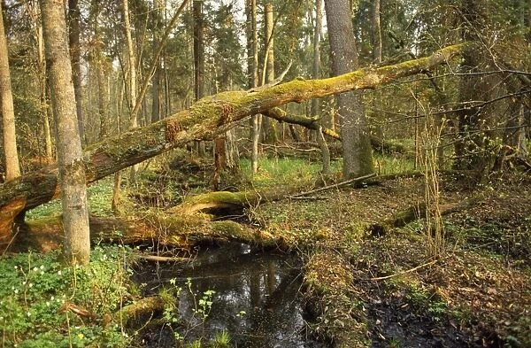 Poland - Bialowieza Forest