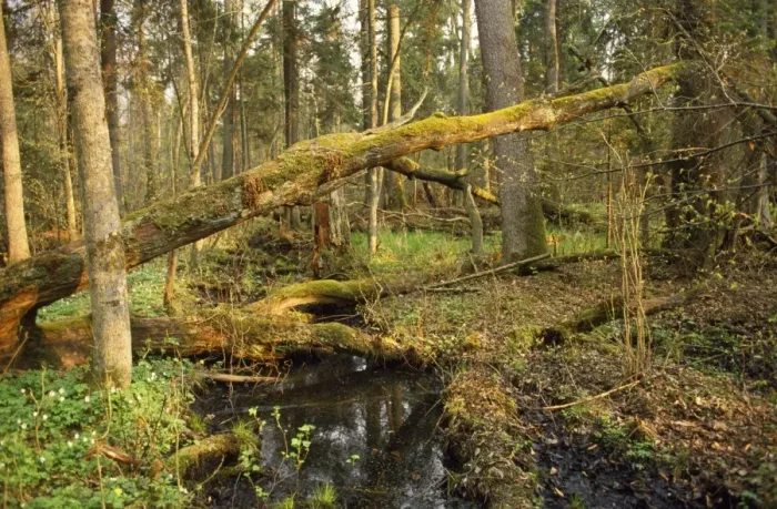 Framed Print : Poland - Bialowieza Forest Framed Print : Poland - Bialowieza Forest