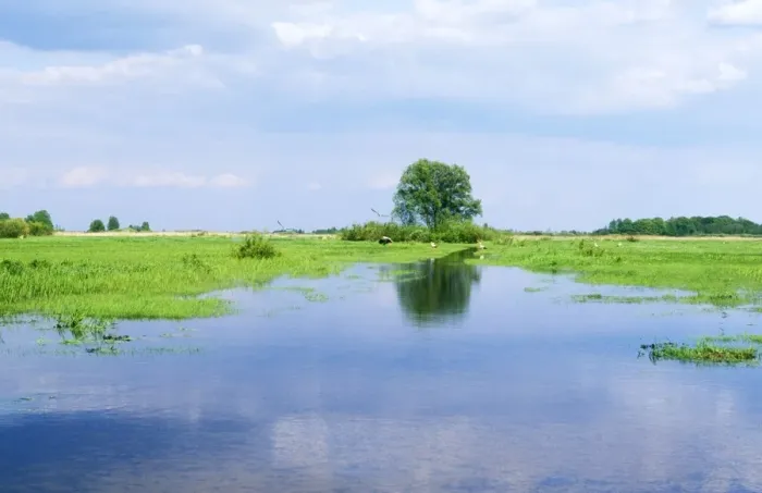 Framed Print : Poland Biebrza Marsh Framed Print : Poland Biebrza Marsh