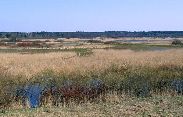 Poland - Biebrza Marshes North East Poland