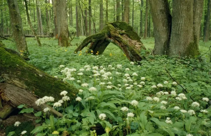Framed Print : Poland - mass of Ramsons Bialowieza Forest Framed Print : Poland - mass of Ramsons Bialowieza Forest