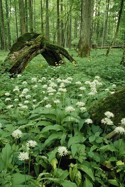 Poland ROG 9037 Mass of Ramsons in Bialowieza Naional Park, old Forest area. © Bob Gibbons  /  ardea. com