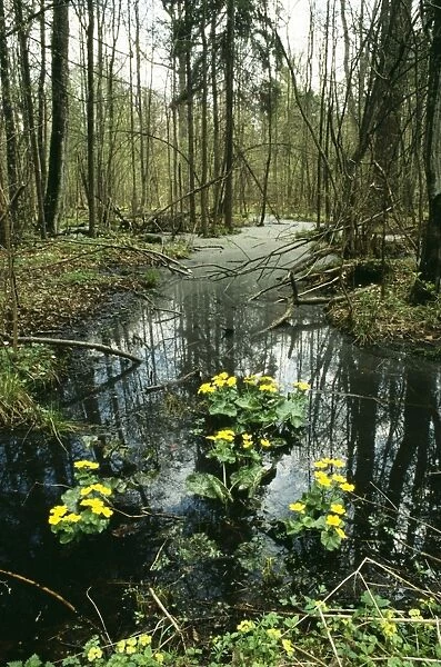 Poland WAT 2256 Bialowieza Naional Park, Forest area. © M. Watson  /  ardea. com