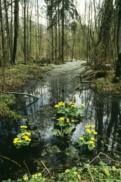Framed Print : Poland WAT 2256 Bialowieza Naional Park, Forest area. © M. Watson / ardea. com Framed Print : Poland WAT 2256 Bialowieza Naional Park, Forest area. © M. Watson / ardea. com