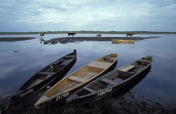 Poland - Wooden boats at the bank of the River Biebrza. Cows crossing the water in the background