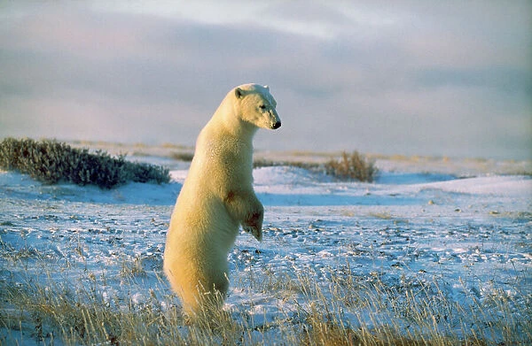 Polar Bear standing on hind legs (Ursus maritimus )