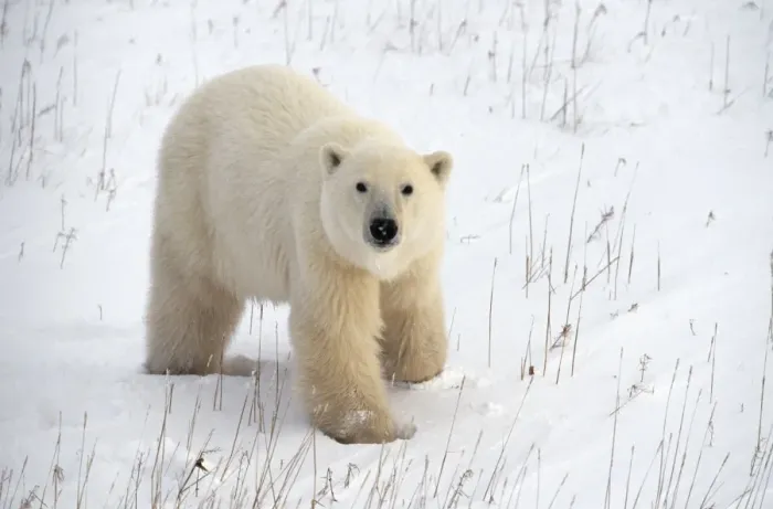 Framed Print : Polar Bear Framed Print : Polar Bear