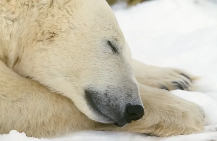 Framed Print : Polar Bear Framed Print : Polar Bear