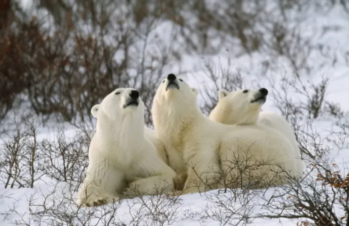 Framed Print : Polar Bear Framed Print : Polar Bear