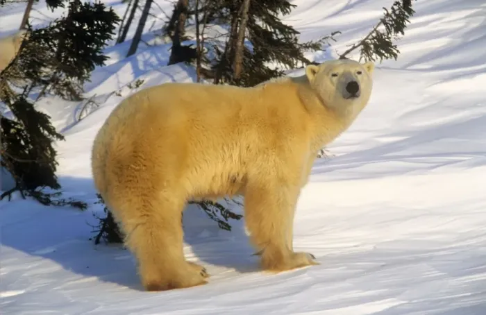 Framed Print : Polar Bear