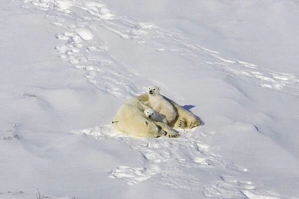 Polar Bear -3-4 month old cubs on top of their mother after mother is anesthetized by polar bear biologists in helicopter - Wapusk National Park - Canada