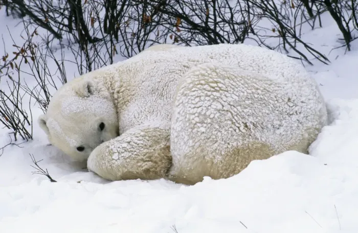 Framed Print : Polar Bear Framed Print : Polar Bear