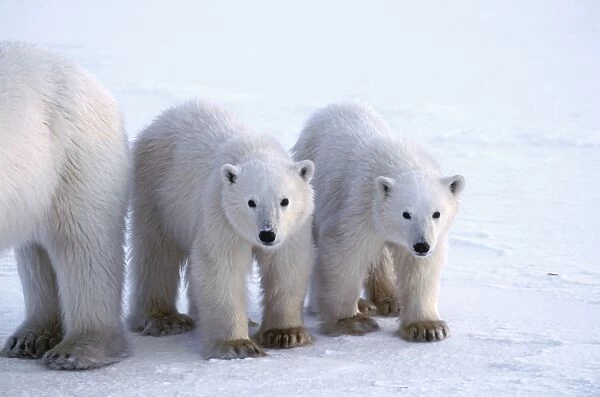 Polar Bear - 8-10 month old cubs - Wapusk National Park - Manitoba - Canada