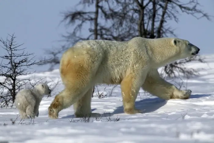Framed Print : Polar Bear - adult and cub. Arctic Framed Print : Polar Bear - adult and cub. Arctic