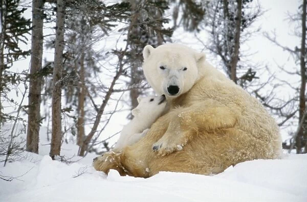Polar Bear Adult sitting with cub sniffing adult's face, Canada