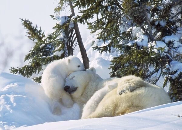 Polar Bear - adult sleeping with two cubs playing. Canada