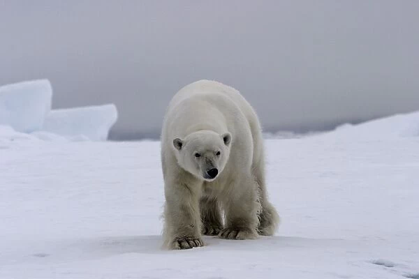 Polar Bear - approaching. Spitzbergen. Svalbard