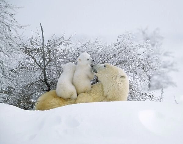 Polar Bear - with two babies on back Canada