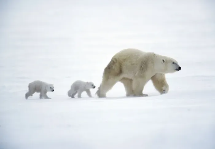 Framed Print : Polar Bear - with babies Canada Framed Print : Polar Bear - with babies Canada