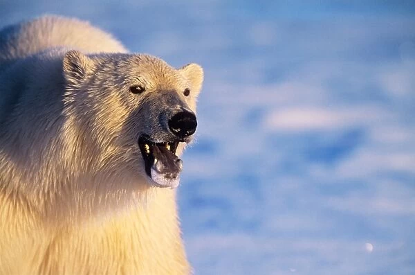 Polar Bear Canadian arctic