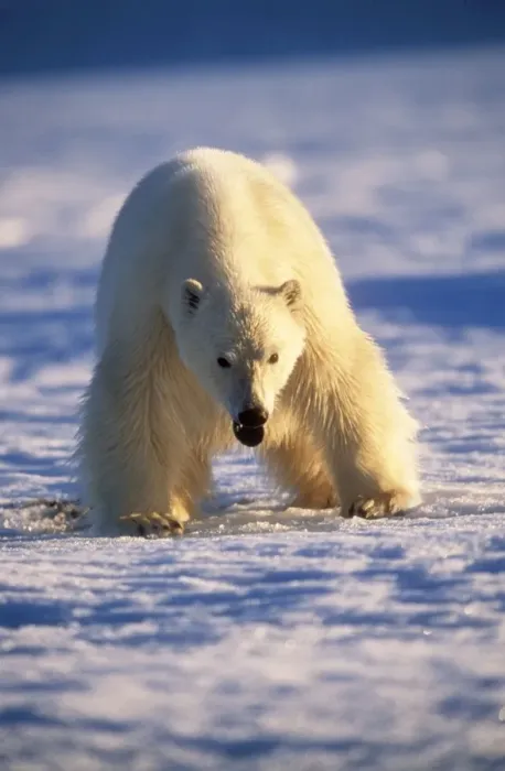 Framed Print : Polar Bear Canadian Arctic Framed Print : Polar Bear Canadian Arctic