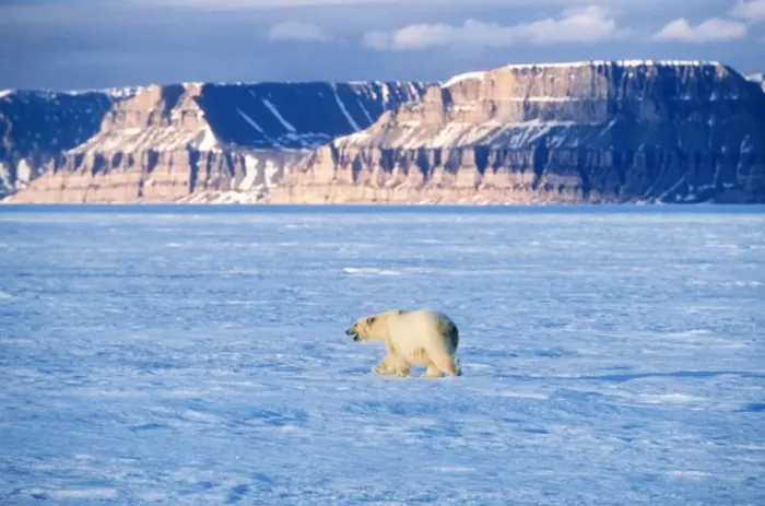 Framed Print : Polar Bear Canadian Arctic Framed Print : Polar Bear Canadian Arctic