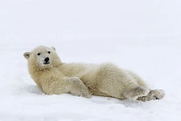 Polar Bear chilling in the snow without a care in the world
