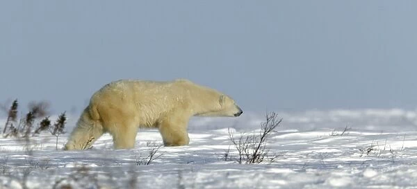 Polar Bear. Churchill - Manitoba - Canada