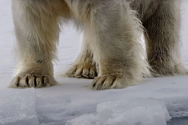 Polar Bear - close-up of legs and feet. Spitzbergen. Svalbard