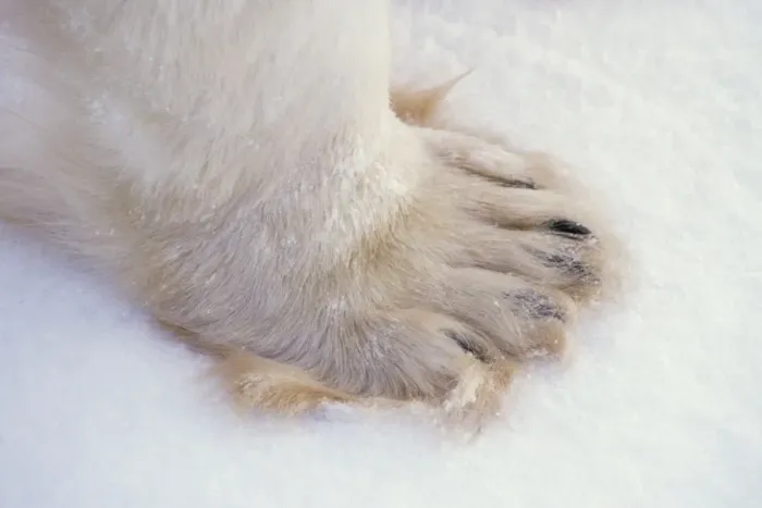 Framed Print : Polar bear - close-up of paw MA1694 Framed Print : Polar bear - close-up of paw MA1694