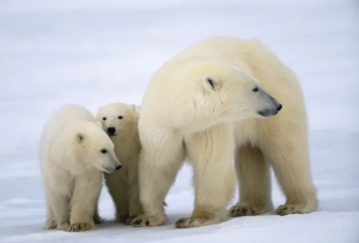 Framed Print : Polar Bear - with cubs