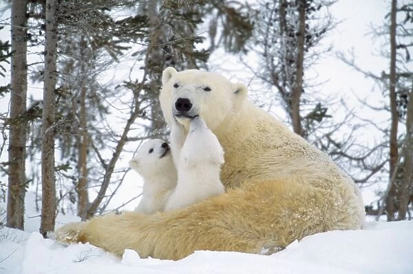 Polar Bear - with two cubs, nuzzling, in snow. Canada