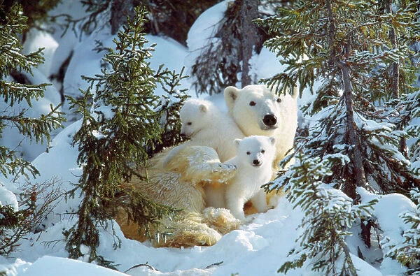 Polar Bear - with two cubs, in snow. Canada