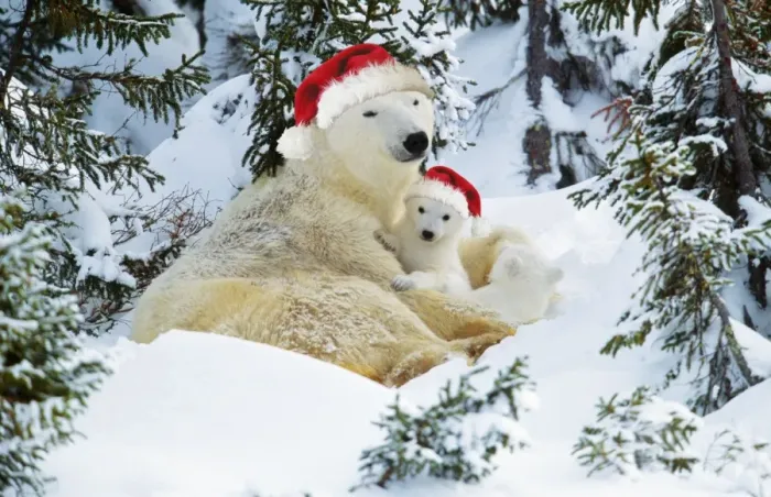Framed Print : Polar Bear - with cubs wearing Christmas hats Digital Manipulation: Hats (Su) Framed Print : Polar Bear - with cubs wearing Christmas hats Digital Manipulation: Hats (Su)