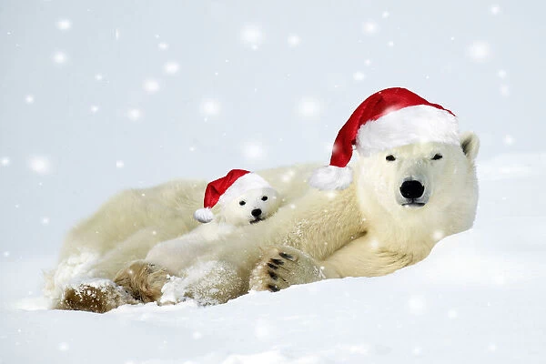 Polar bear and her cubs wearing red Christmas Santa hats in the snow