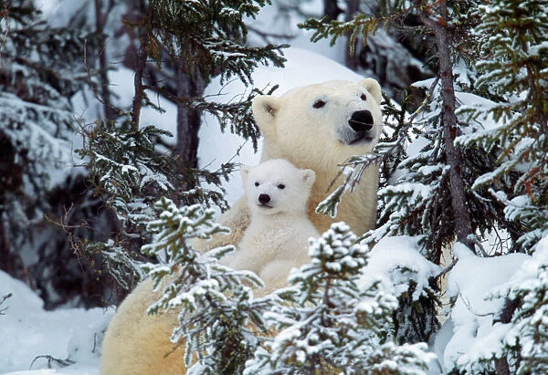 POLAR BEAR - cuddles baby in snowy woods