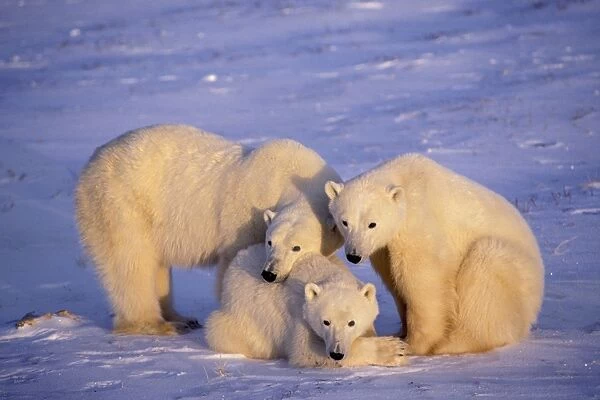 Polar bear - family, mother with two second year cubs. November. Hudson Bay, Canada. MA1676