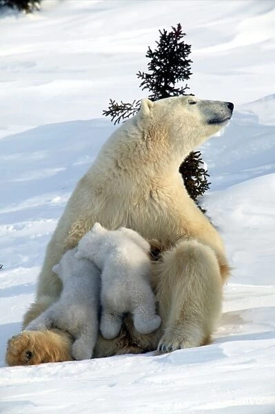 Polar Bear - female and babies. Churchill. Manitoba. Canada