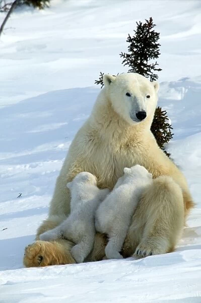 Polar Bear - female and babies Churchill. Manitoba. Canada
