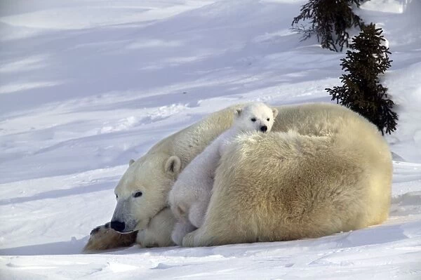 Polar Bear - female and baby Churchill. Manitoba. Canada