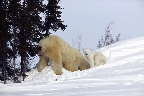 Polar Bear - female and baby Churchill - Manitoba - Canada