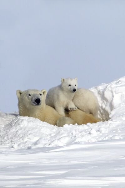 Polar Bear - female and baby. Churchill - Manitoba - Canada