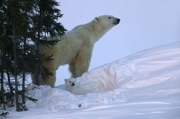 Polar Bear - female and baby. Churchill - Manitoba - Canada