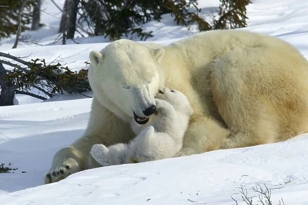 Polar Bear - female and cub, biting  /  play fighting. Churchill. Manitoba. Canada