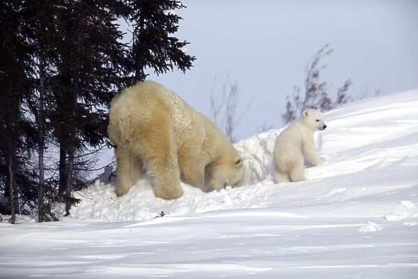 Polar Bear - female & cub. Churchill - Manitoba - Canada