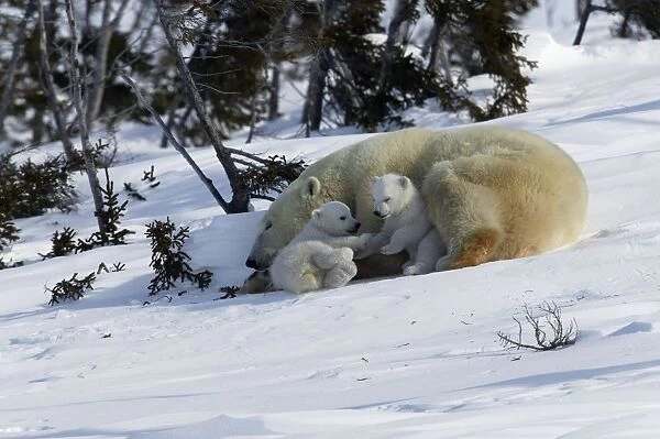 Polar Bear - female and cubs. Babies play fight beside sleeping mother. Churchill. Manitoba. Canada