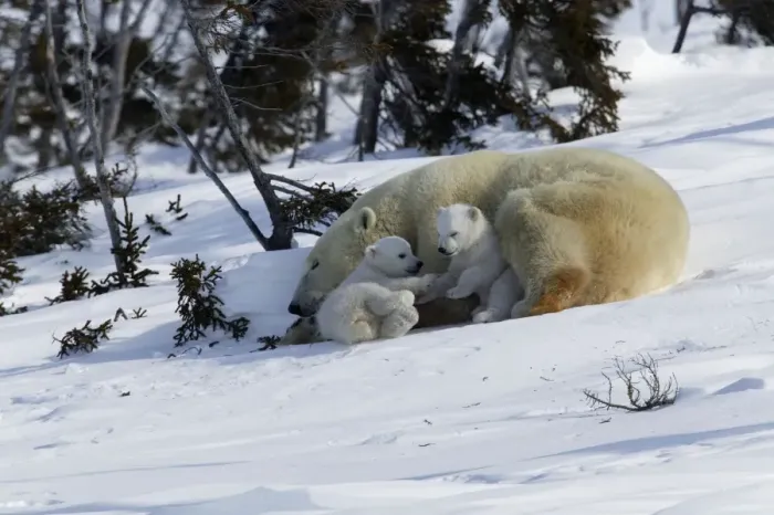 Framed Print : Polar Bear - female and cubs. Babies play fight beside sleeping mother. Churchill. Manitoba. Canada Framed Print : Polar Bear - female and cubs. Babies play fight beside sleeping mother. Churchill. Manitoba. Canada